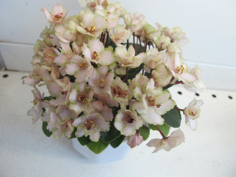 Emerald Pink (Кол. Щедрина).JPG