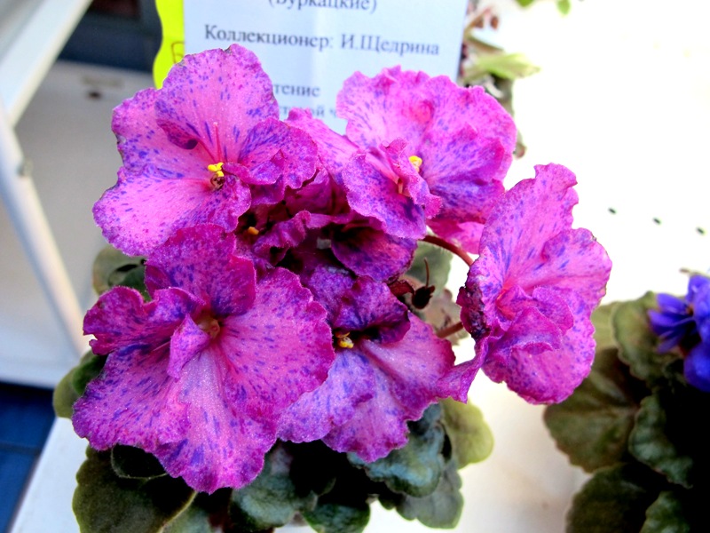 БР-Атос Люкс (Кол.Щедрина).JPG