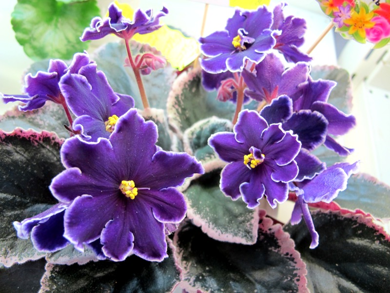 РС-Бархат Ночи (Кол. Тюрина).JPG