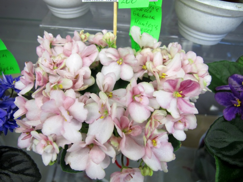 Hunters Sweet Sakura (Кол. Старостенко).JPG