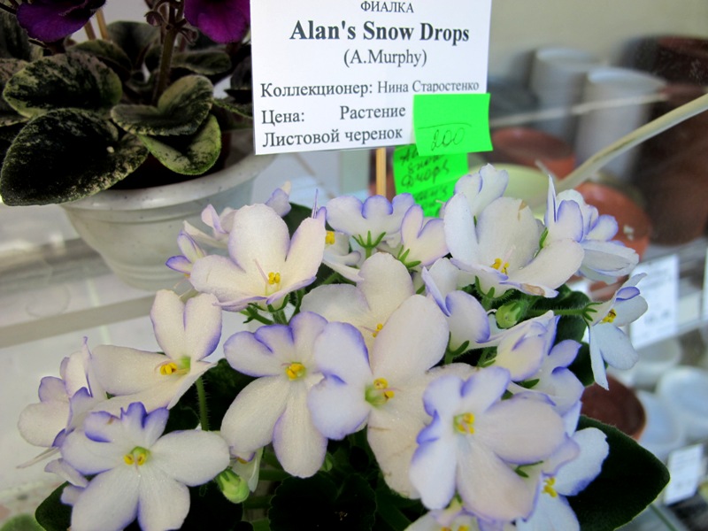 Alans Snow Drops (Кол. Старостенко).JPG