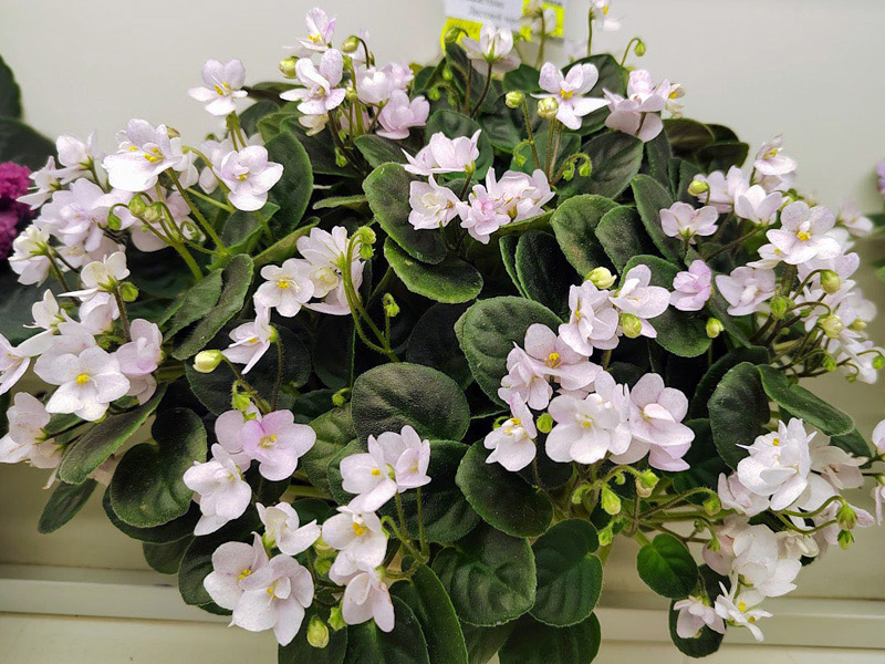 White Robi, Галицкая.jpg