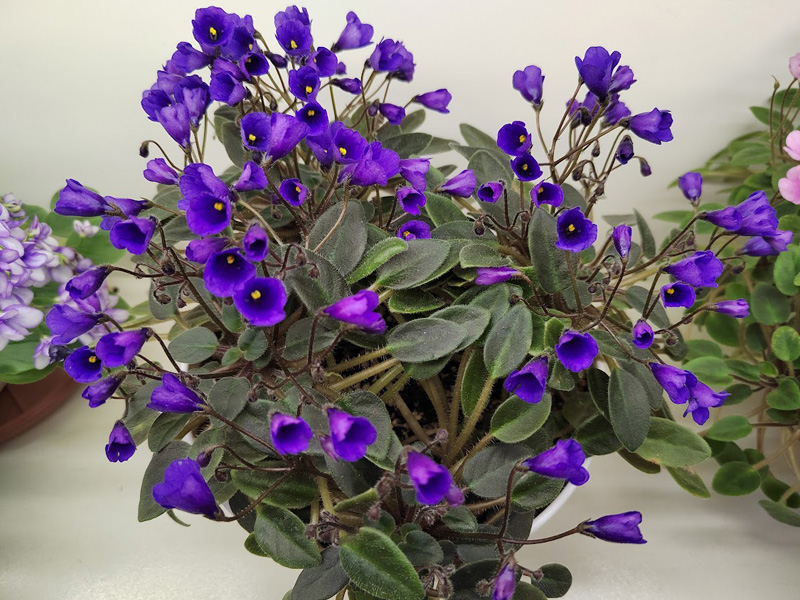 Vallarta Campanas Moradas, Галицкая.jpg