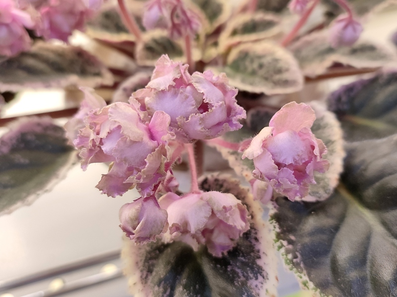 Данилина ЛЕ-Дикий Виноград pink.jpg