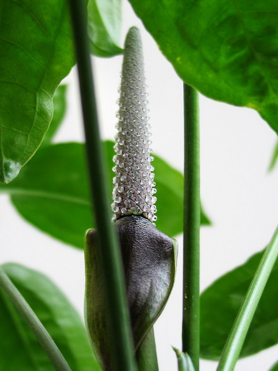 Anthurium_sp15.jpg