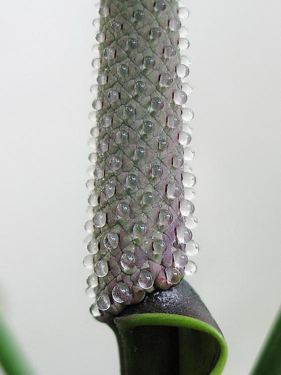 Anthurium_sp11.jpg
