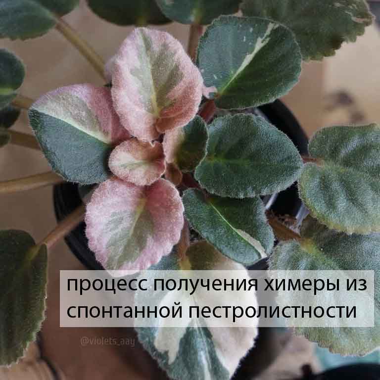 получение химерного пасынка