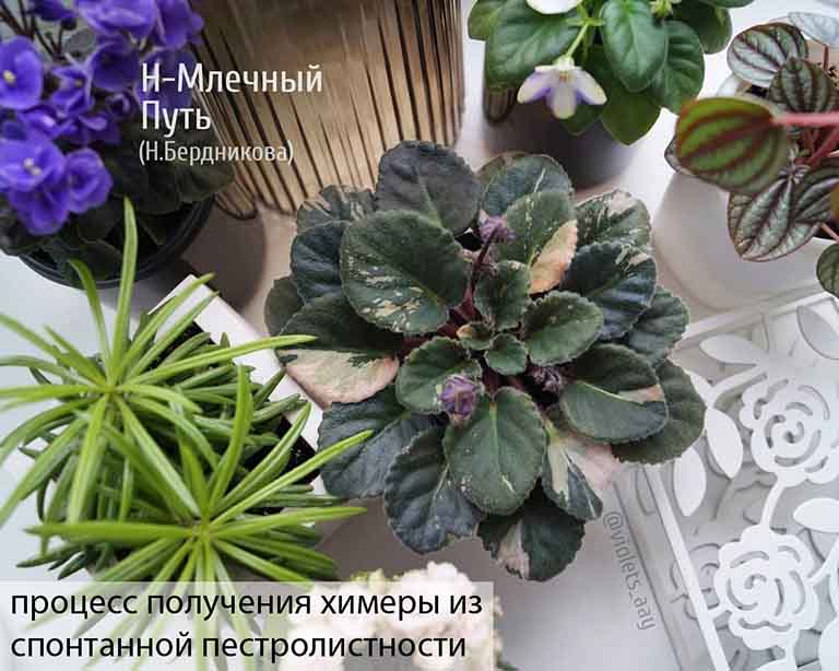 материнское растение