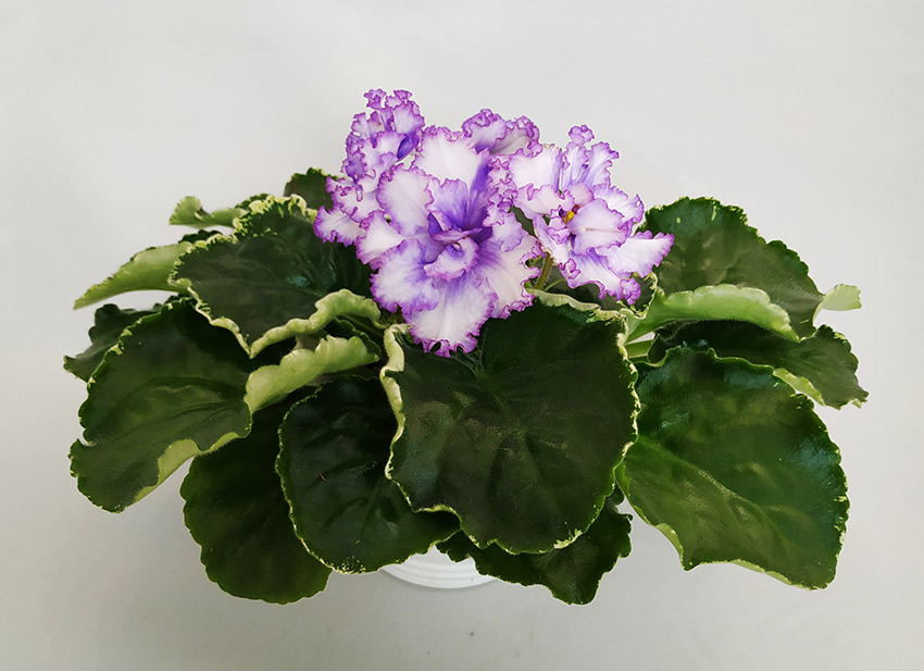 КО-Северное-Море.jpg