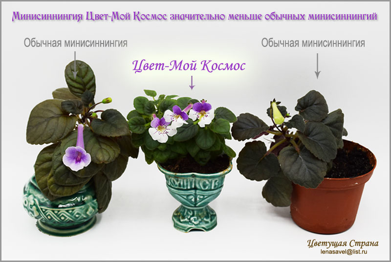 Сравнение-Цвет-Мой-Космос.jpg