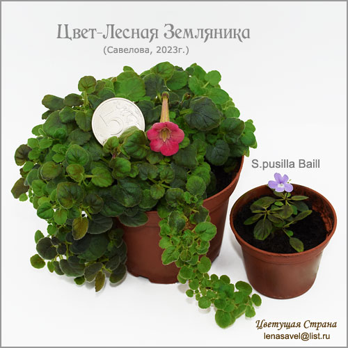 Цвет-Лесная-Земляника-&-Sinningia-pusilla-Baill.jpg