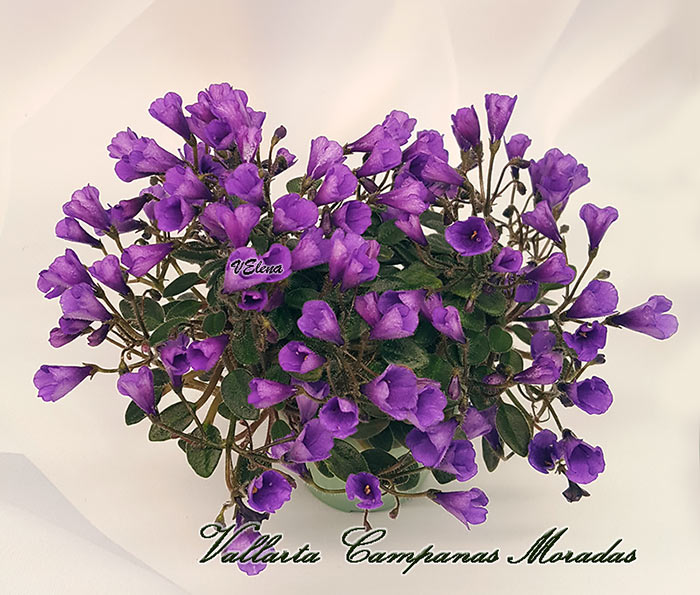 vallarta_campanas_moradas_f.jpg