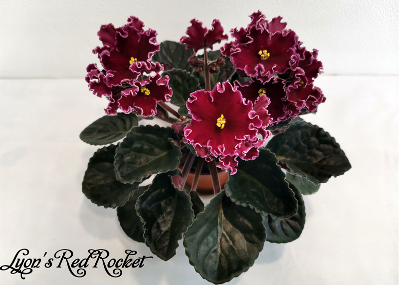 Lyon's-Red-Rocket.jpg