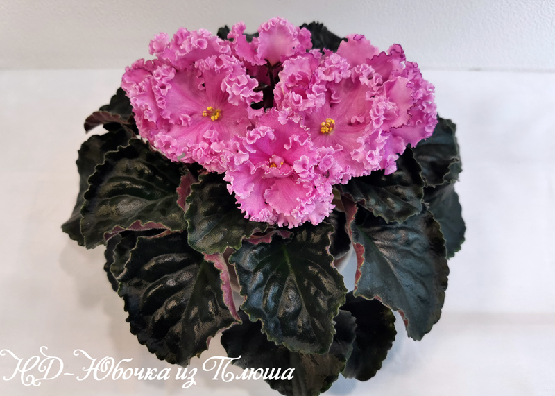НД-Юбочка-из-Плюша.jpg