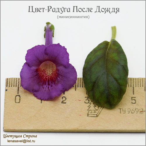 Цвет-Радуга-После-Дождя.jpg