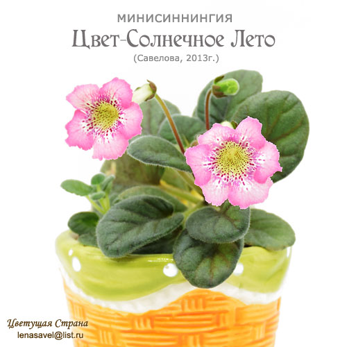Цвет-Солнечное-Лето-в-2023.jpg