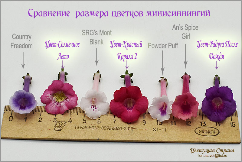 Сравнение-размера-цветков-минисиннингий.jpg