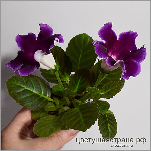 Цвет-Голубика-МИНИглоксиния.jpg