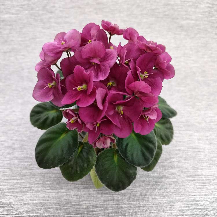 Mac's Brilliant Bauble (G.McDonald)