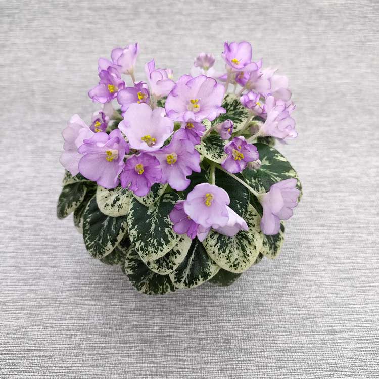 Morgan's Sumira (C.Eros)