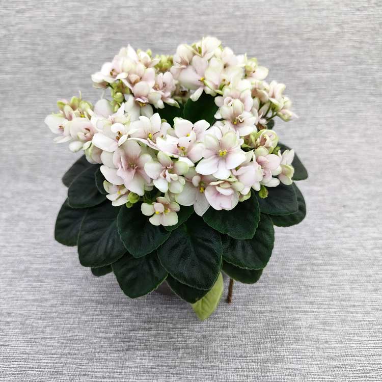Hunter's Sweet Sakura (K.Muzalewski)