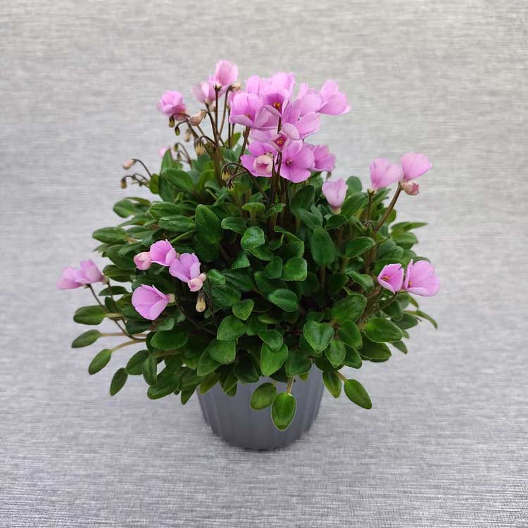 Dainty Dynamo (J.Stokes)