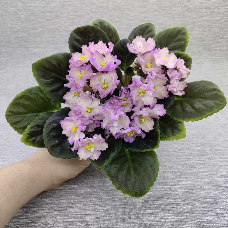 Hawaiian Pearl (S.Sorano)