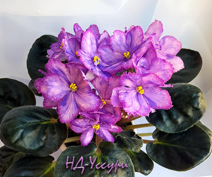 7нд_уссури.jpg