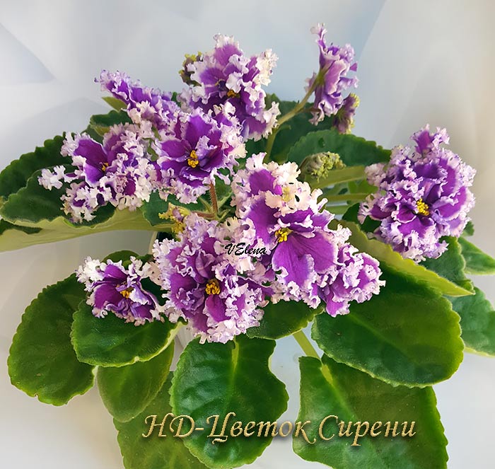 10нд_цветок_сирени.jpg