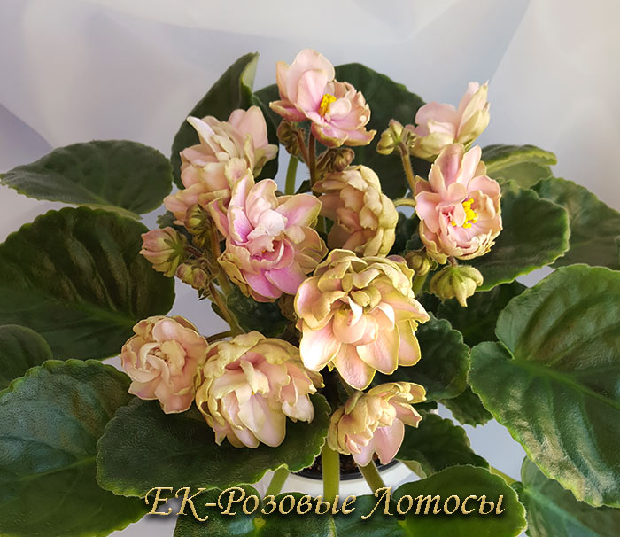 8ек_розовые_лотосы.jpg