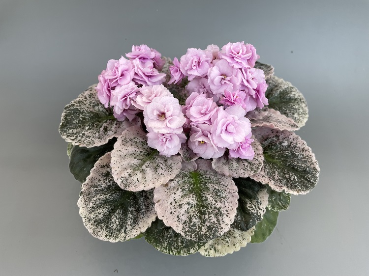 Rose Bouquet.jpg