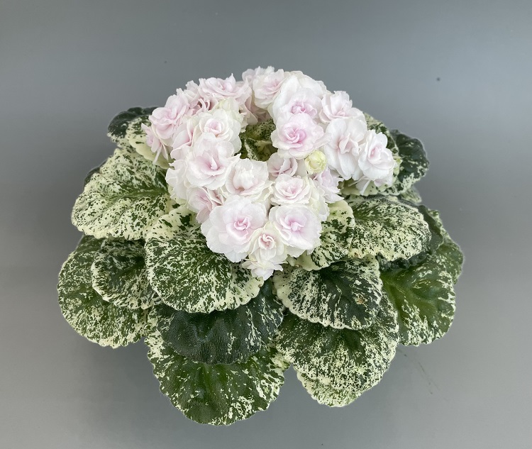 Watermelon Snow 2.jpg