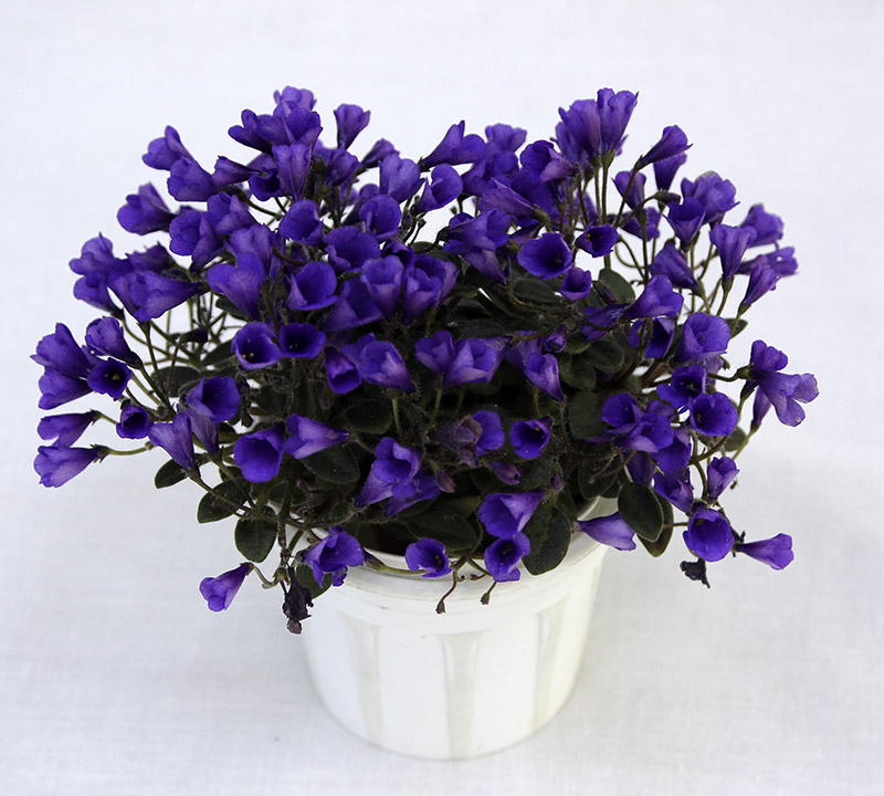1 место – Vallarta Campanas Moradas (G. Beck), колл. Е. Варсанова