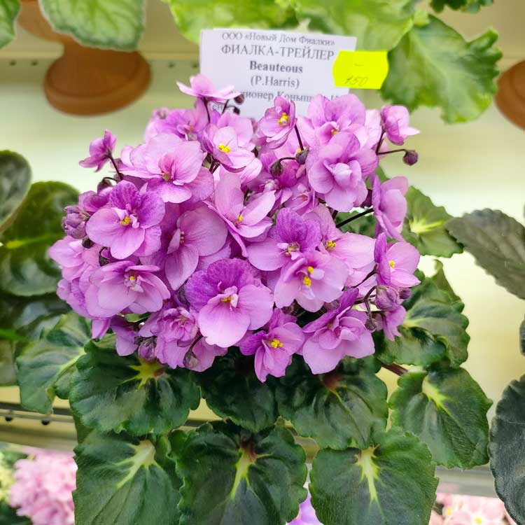 Beauteous (P.Harris)