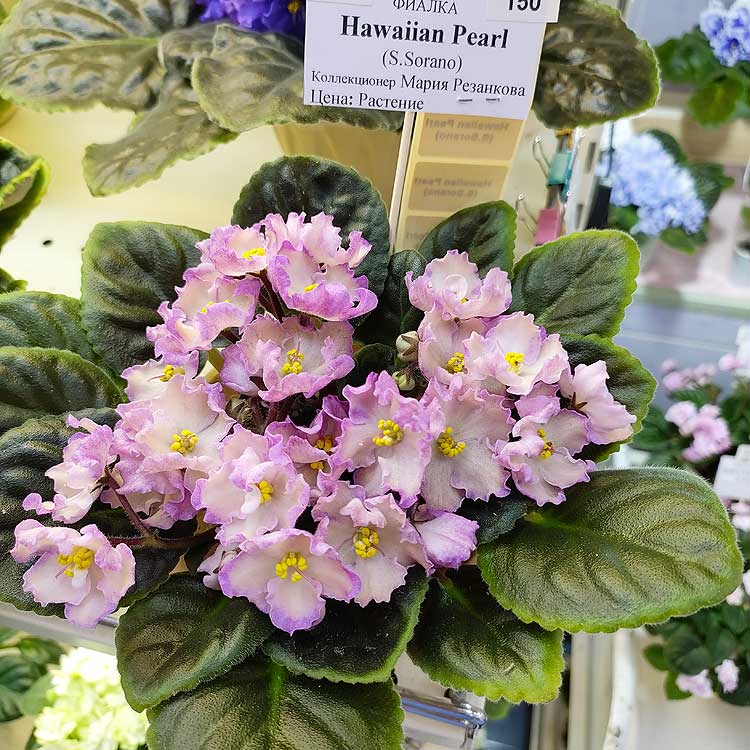 Hawaiian Pearl (S.Sorano)