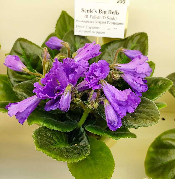 Senk's Big Bells (R.Follet\D.Senk)