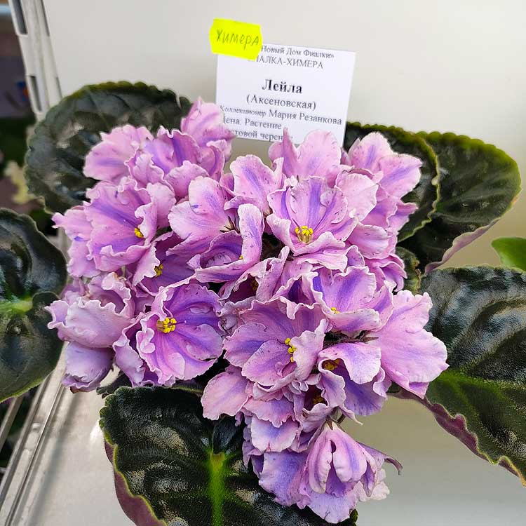 Лейла (Аксеновская) химера