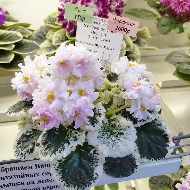 SV-Французский Полдень (С.Суворова)