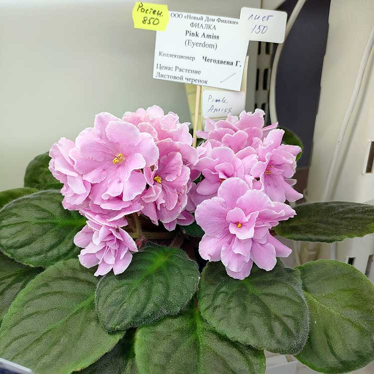 Pink Amiss (Eyerdom)