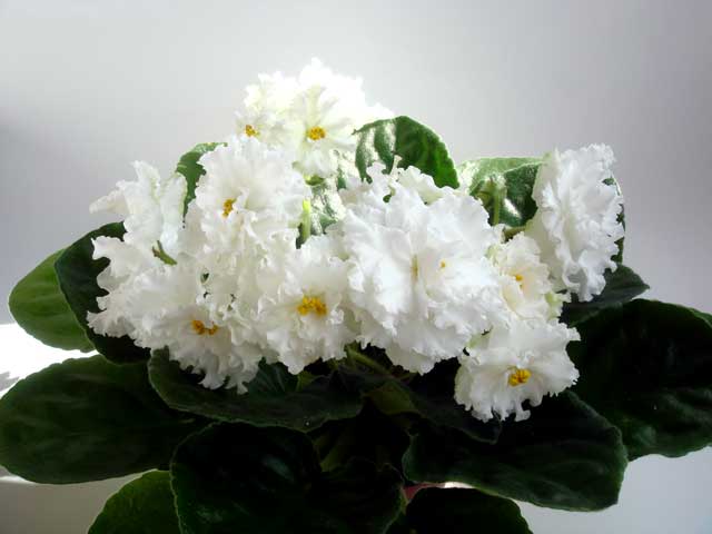 ЕК-Снежана.jpg