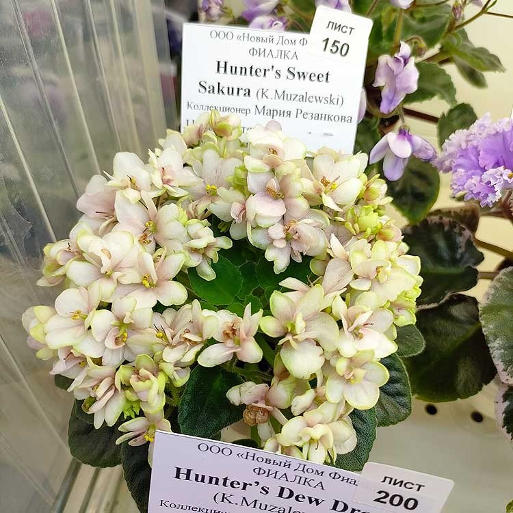 Hunter's Sweet Sakura (K.Muzalewski)
