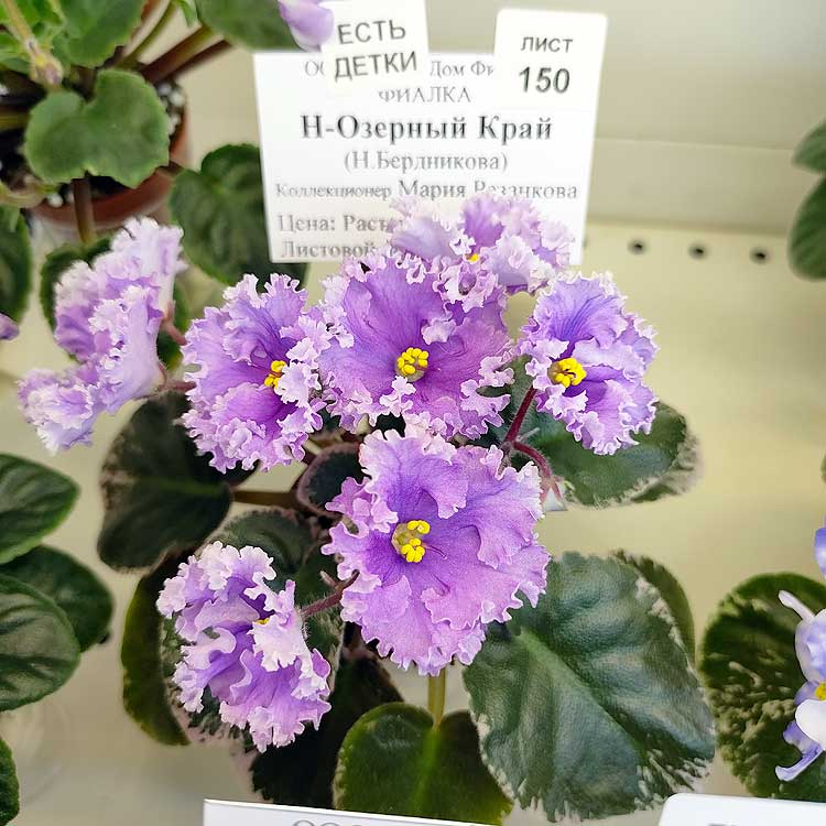 Н-Озерный Край (Н.Бердникова)