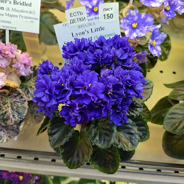 Lyon's Little Sweetheart (S. Sorano)