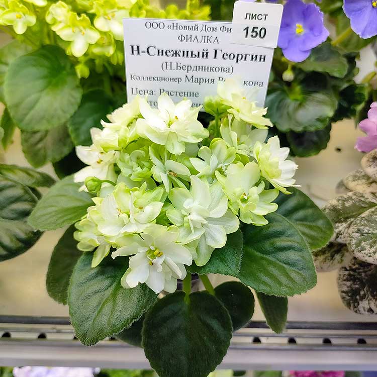 Н-Снежный Георгин (Н.Бердникова)