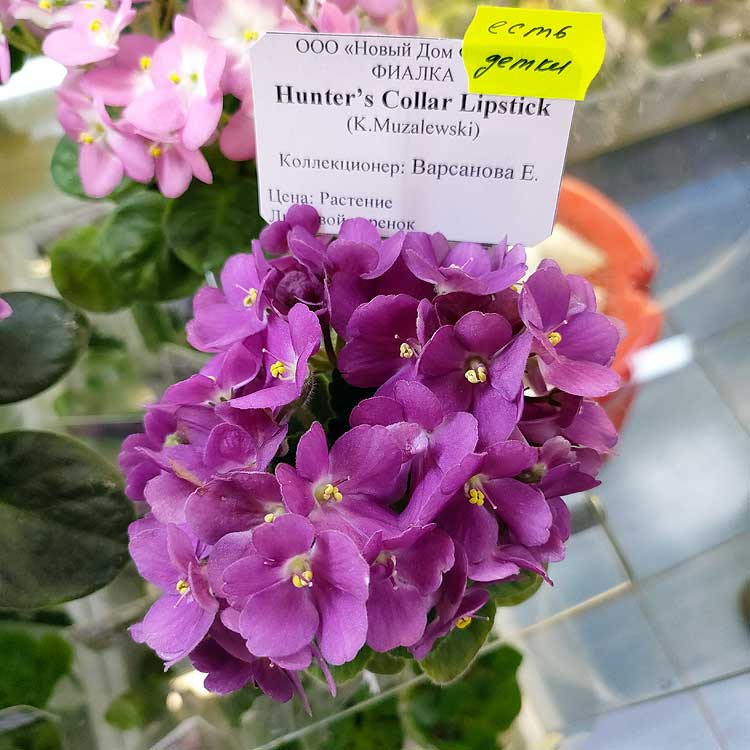 Hunter's Colar LipsticK (K.Muzalewski)