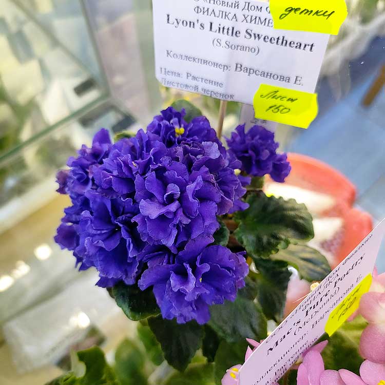 Lyon's Little Sweetheart (S. Sorano)