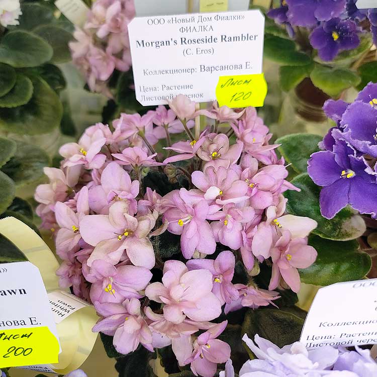 Morgan's Roseside Rambler (C.Eros)