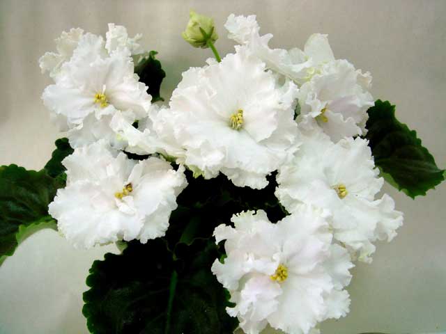 ЛЕ-Жизель.jpg