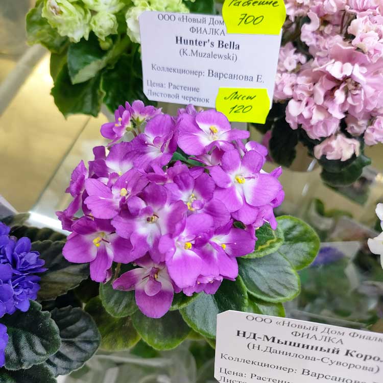Hunter's Bella (K.Muzalewski)