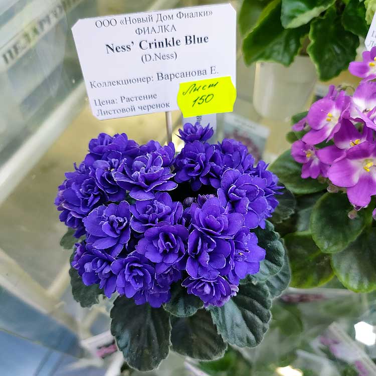 Ness' Crinkle Blue (D. Ness)